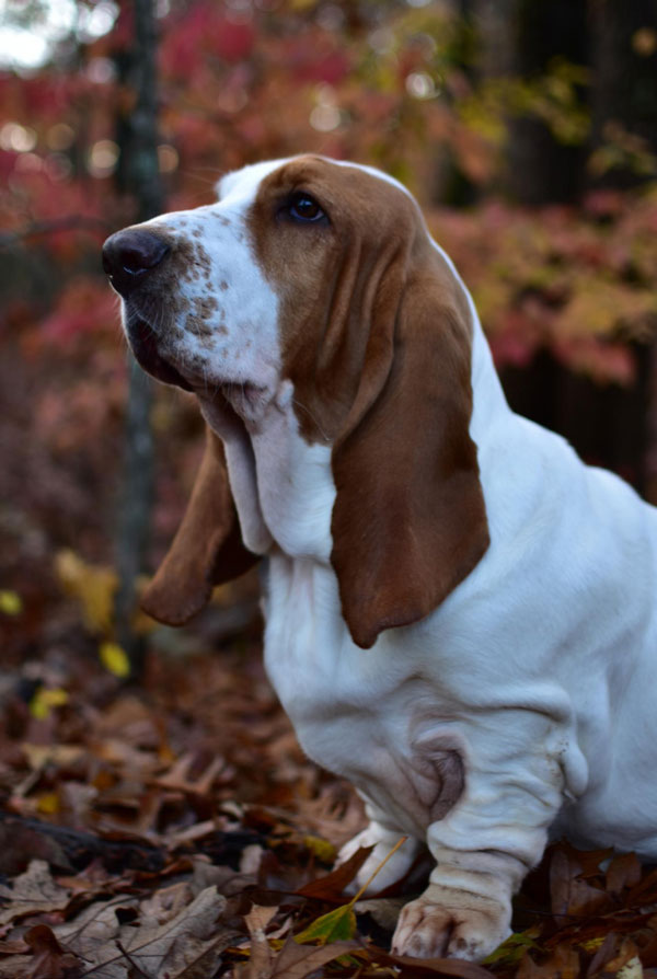 Education du chiot Basset Hound