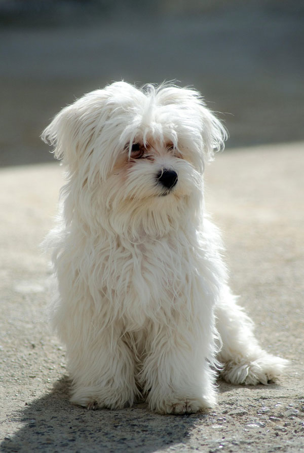 Education du chiot Bichon Maltais