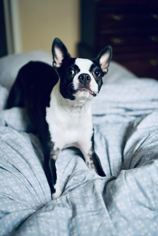 Education du chiot Boston Terrier