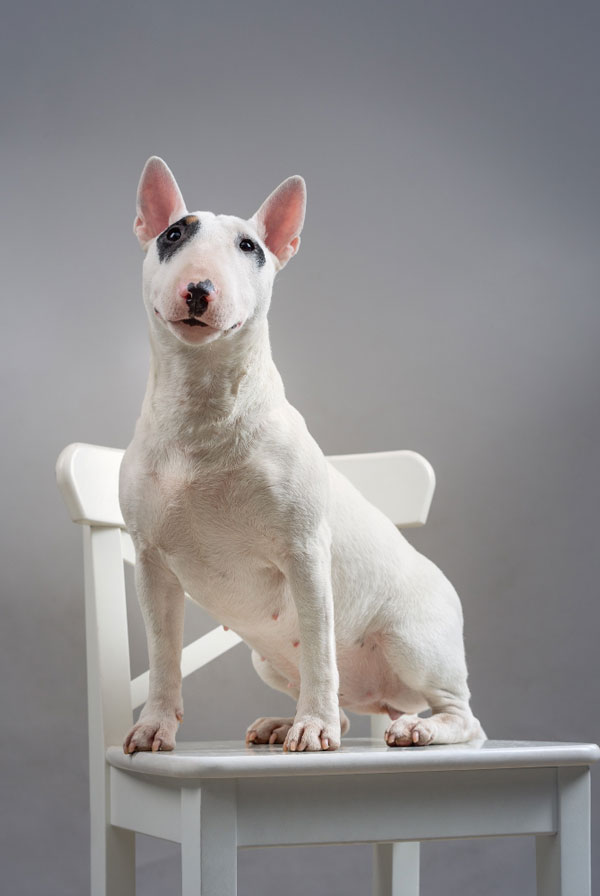Education du chiot Bull Terrier