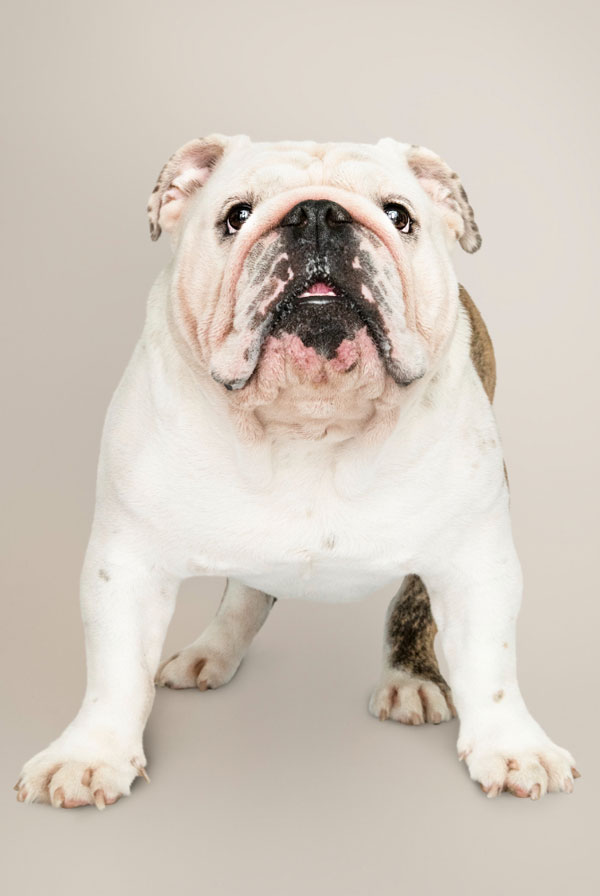 Education du chiot Bulldog Anglais