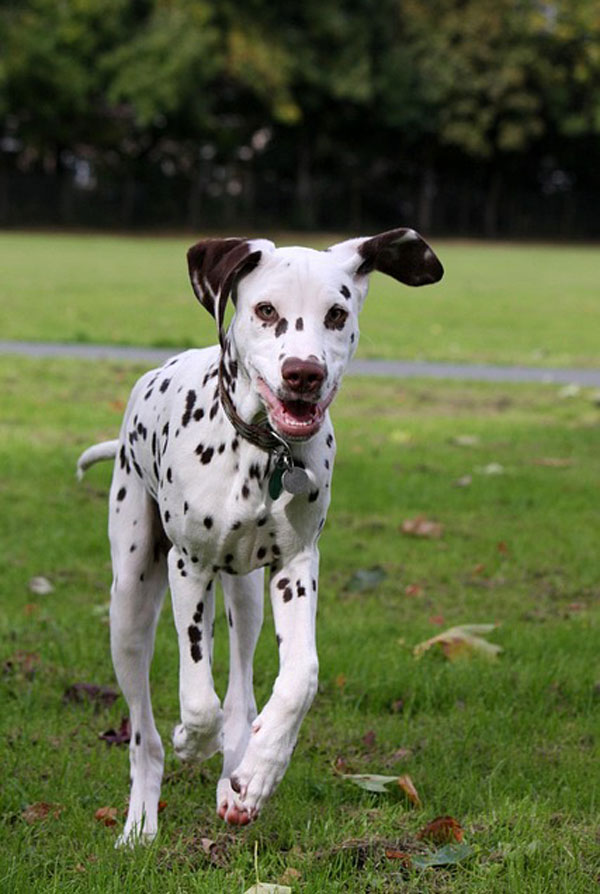 Education du chiot Dalmatien