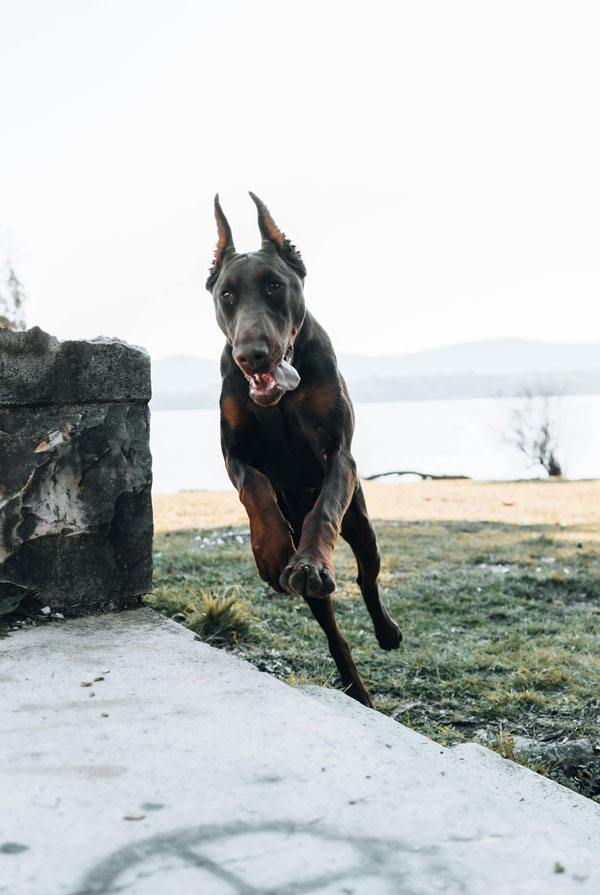 Education du chiot Dobermann