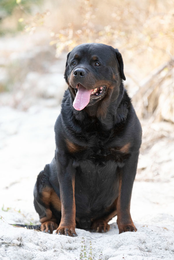 Education du chiot Rottweiler