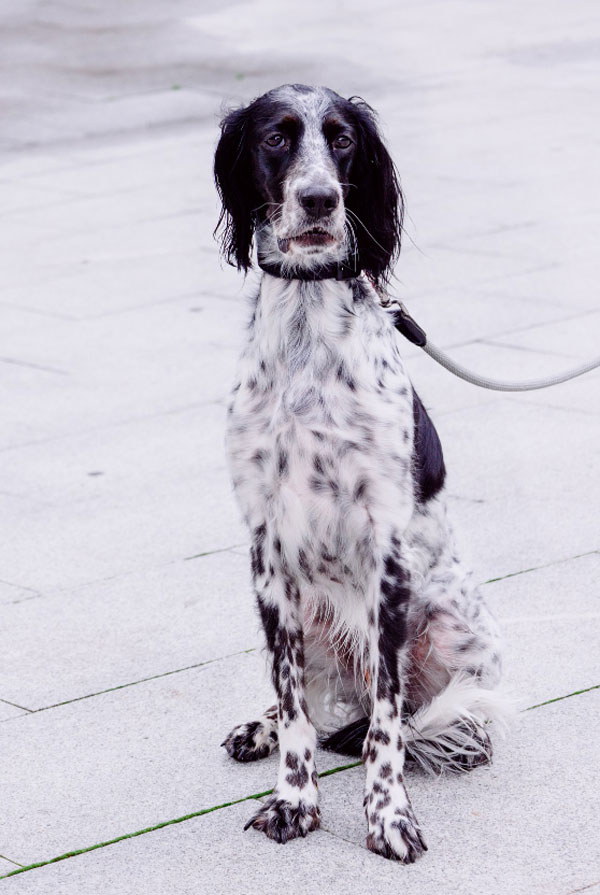 Education du chiot Setter Anglais