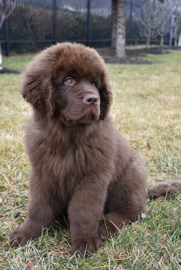 Education du chiot Terre Neuve