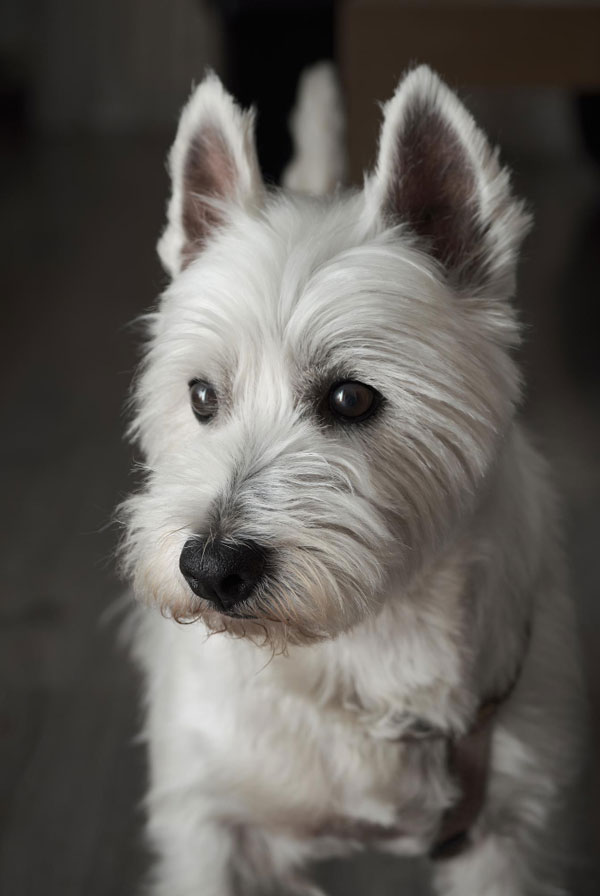 Education du chiot Westie