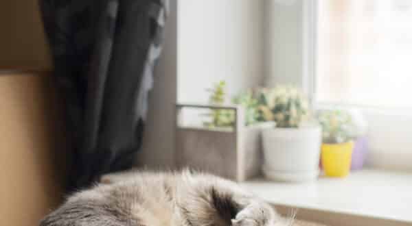 Chat d'intérieur allongé dans son panier griffoir