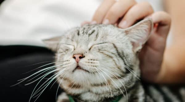 Chaton qui se fait caresser la tête
