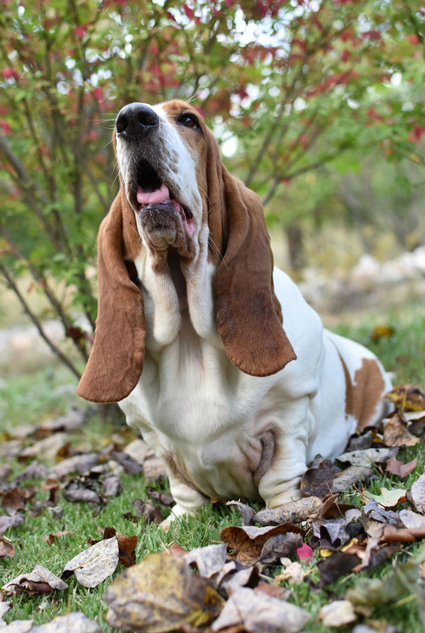 Maladies du Basset Hound