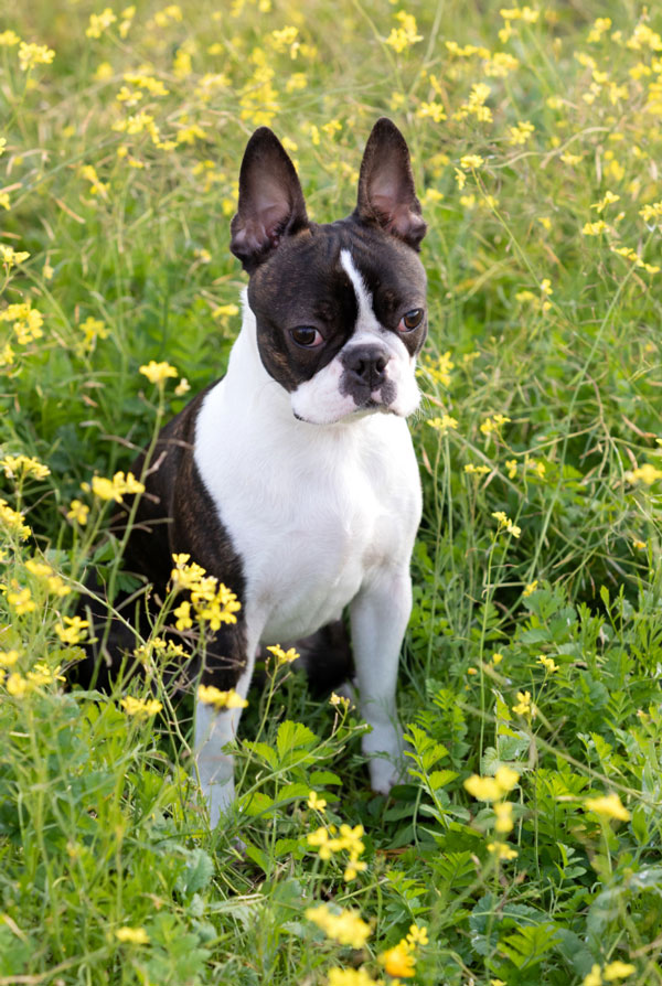 Maladies du Boston Terrier