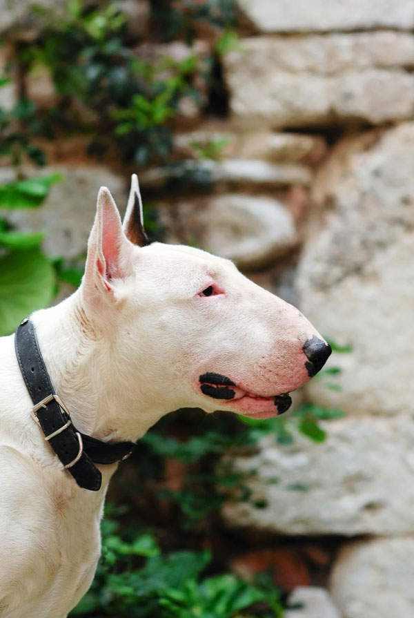 Maladies du Bull Terrier