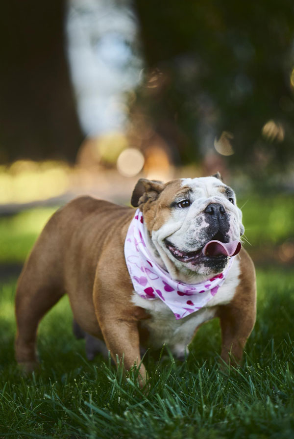 Maladies du Bulldog Anglais