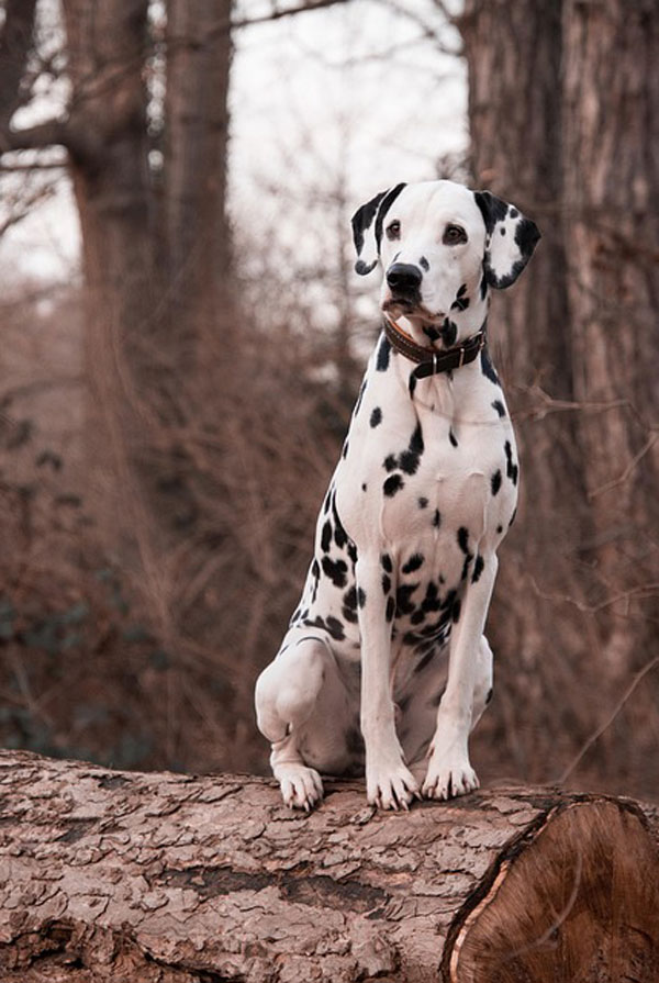 Maladies du Dalmatien