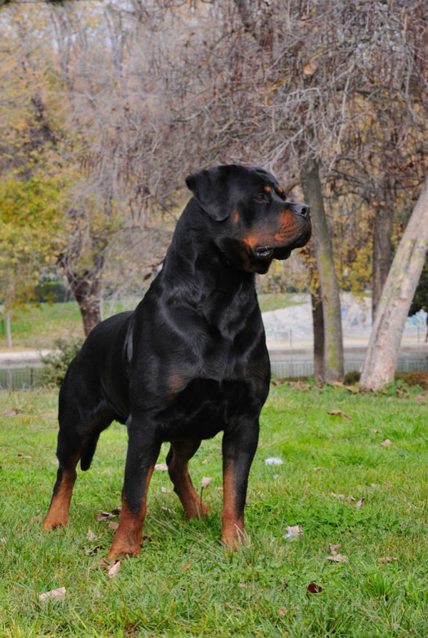 Maladies du Rottweiler