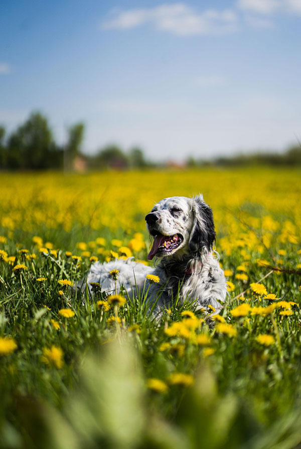 Maladies du Setter Anglais