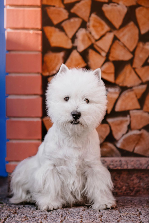 Maladies du Westie