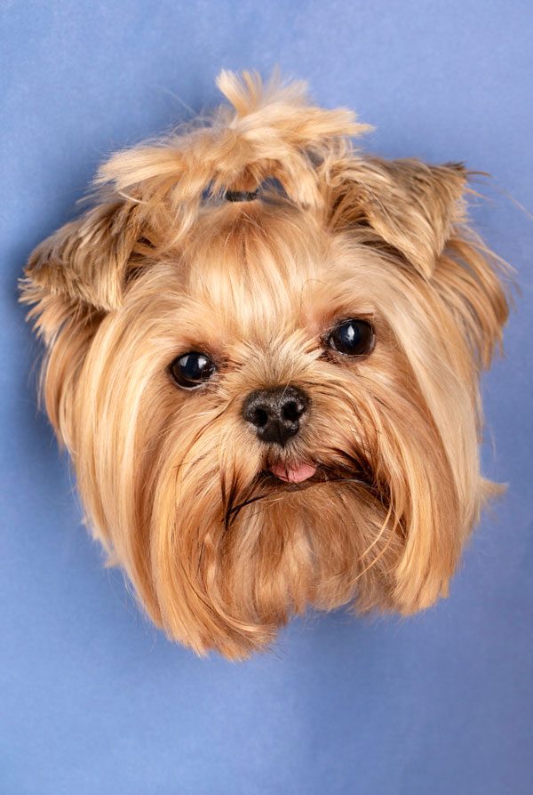 Maladies du Yorkshire Terrier