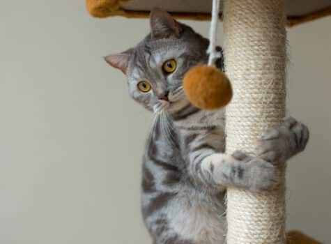 Chat qui joue sur son arbre à chat
