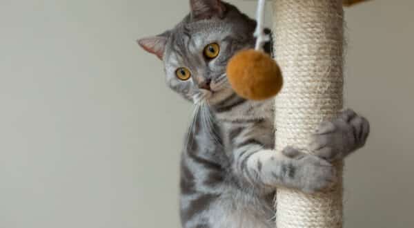 Chat qui joue sur son arbre à chat