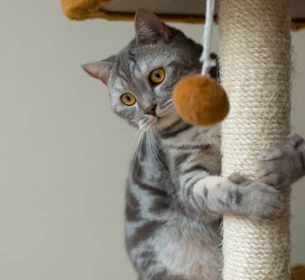 Chat qui joue sur son arbre à chat