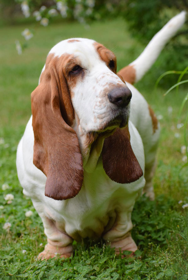 Origine du Basset Hound