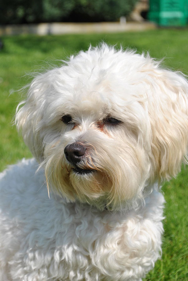 Origine du Bichon Maltais