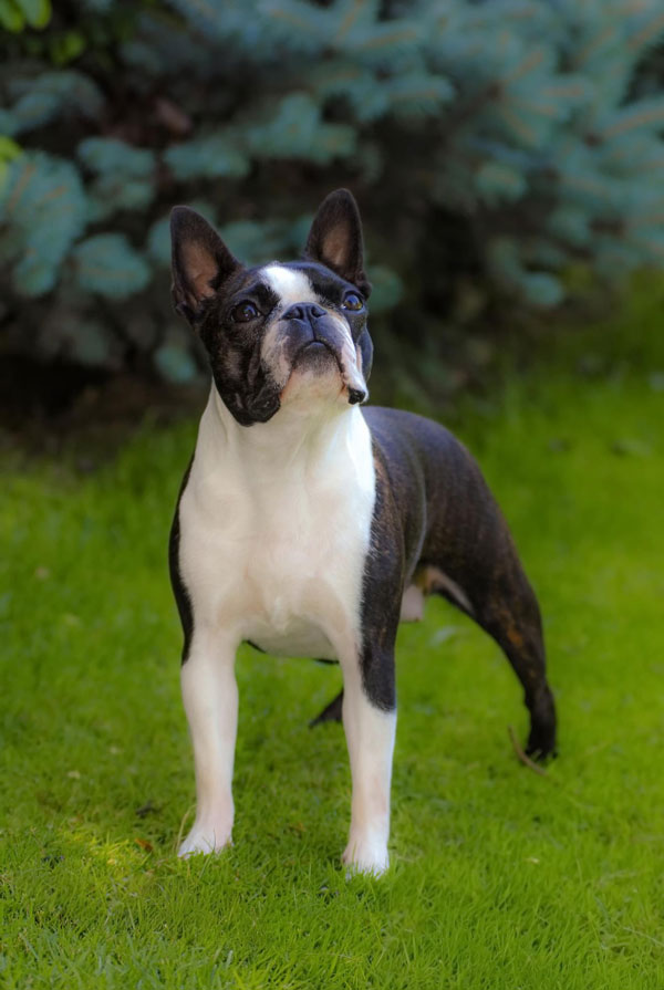 Origine du Boston Terrier
