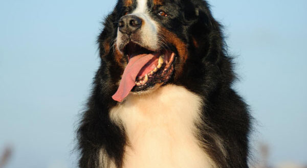 Origine du Bouvier Bernois