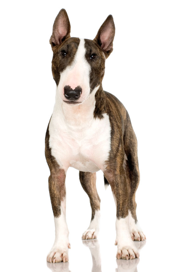 Origine du Bull Terrier