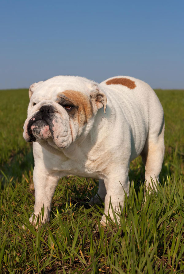 Origine du Bulldog Anglais
