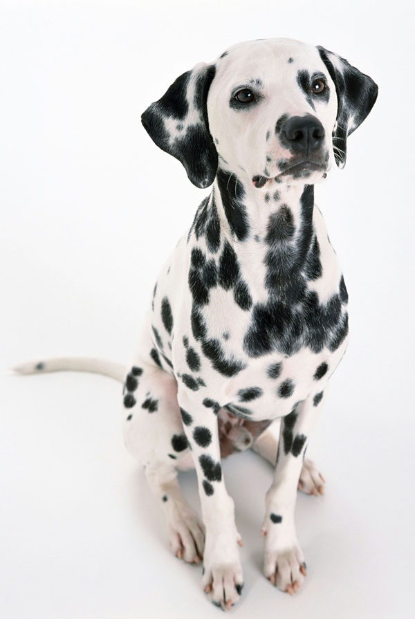 Origine du Dalmatien