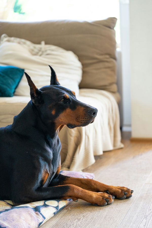 Origine du Dobermann