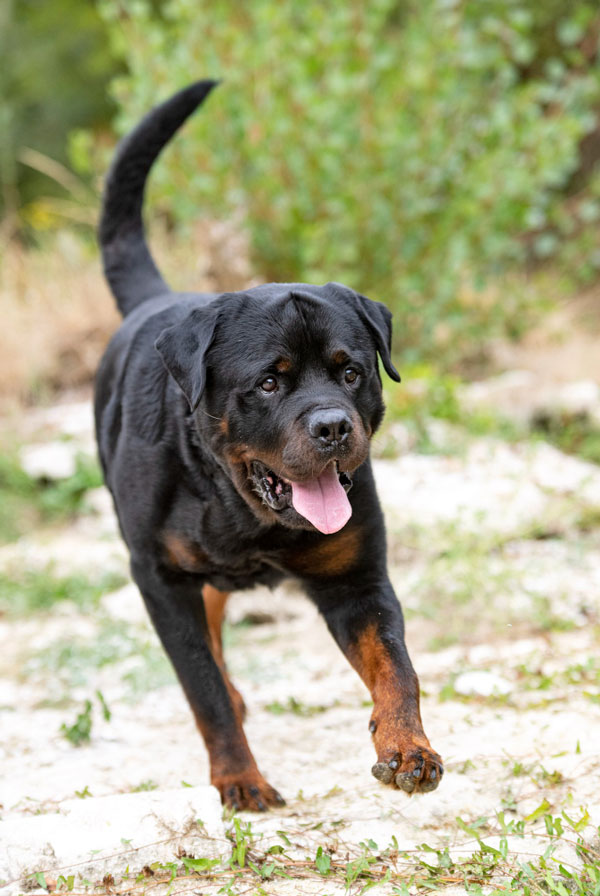 Origine du Rottweiler