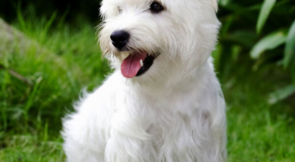 Origine du Westie