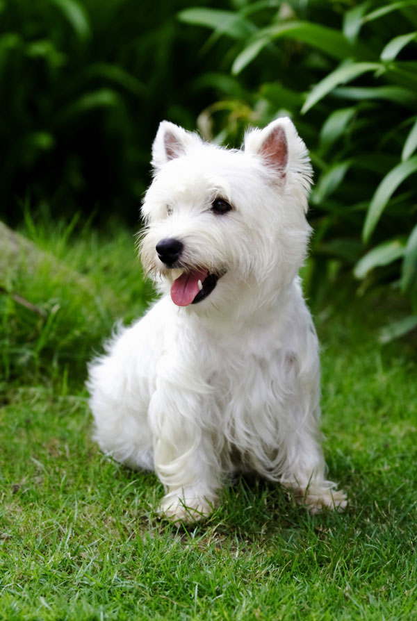 Origine du Westie