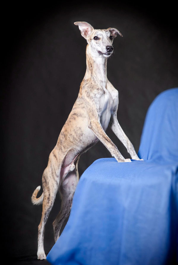 Origine du Whippet