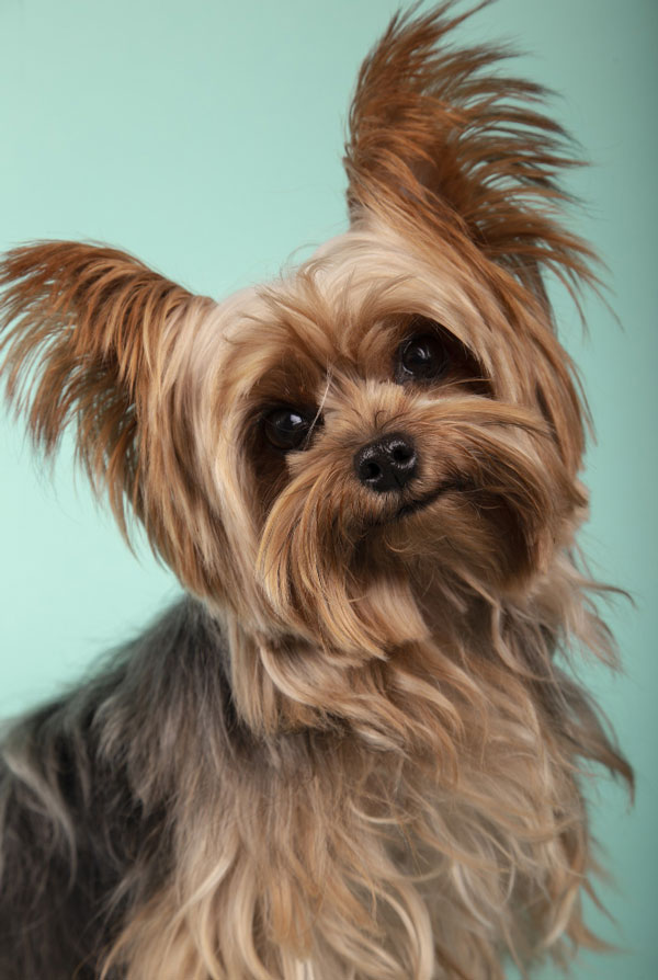 Origine du Yorkshire Terrier