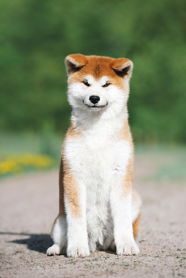 Prix d'achat Akita Inu