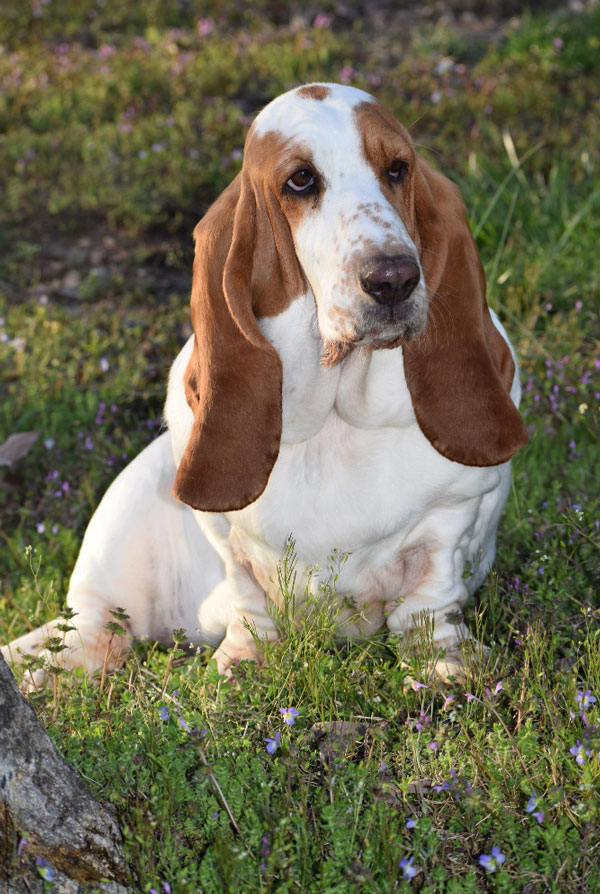 Prix d'achat Basset Hound