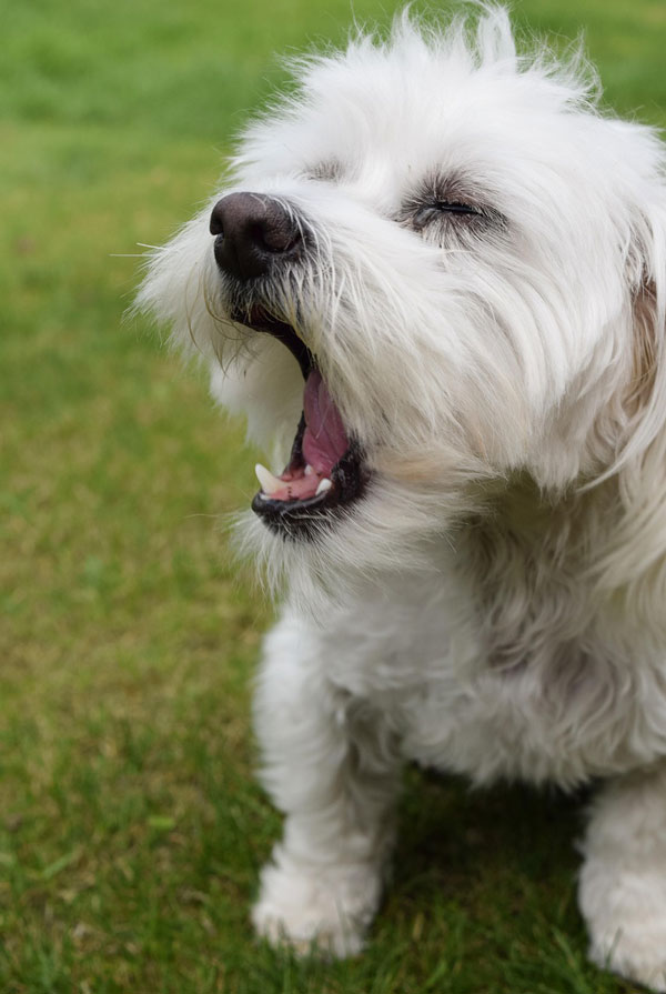 Prix d'achat Bichon Maltais