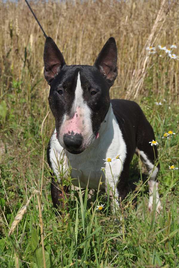 Prix d'achat Bull Terrier