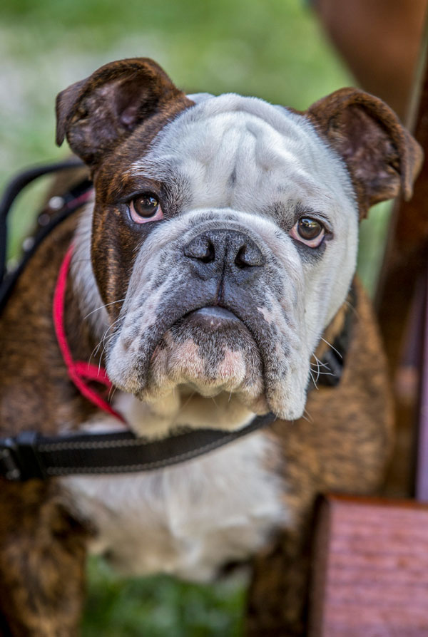 Prix d'achat Bulldog Anglais