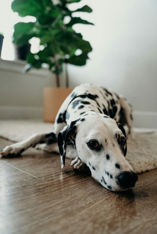 Prix d'achat Dalmatien