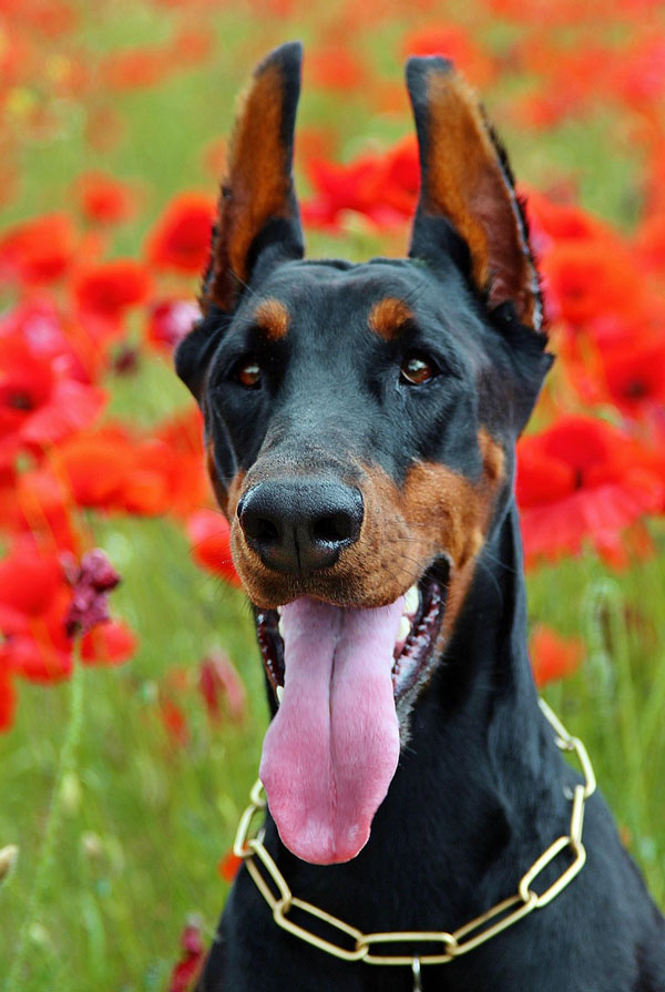 Prix d'achat Dobermann
