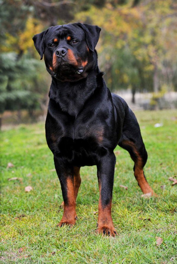 Prix d'achat Rottweiler