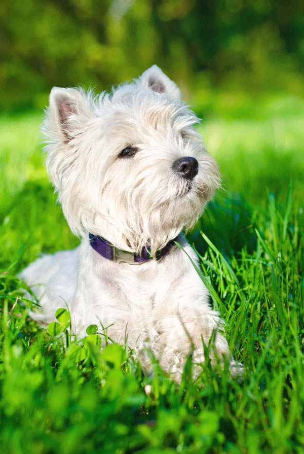 Prix d'achat Westie