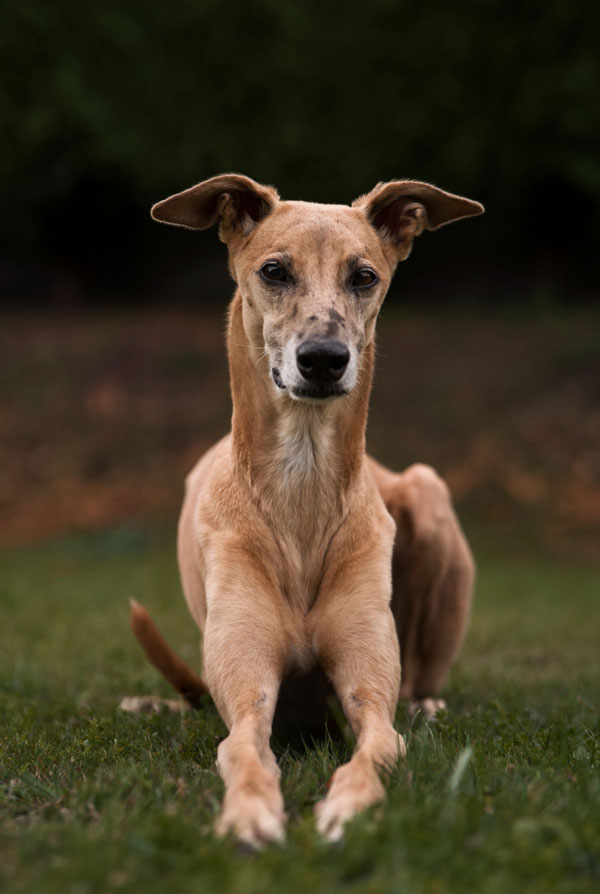 Prix d'achat Whippet
