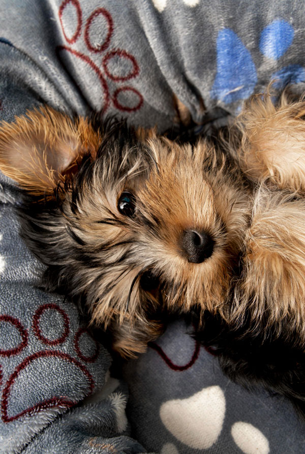 Prix d'achat Yorkshire Terrier