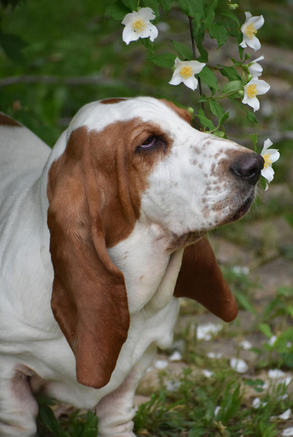 Santé du Basset Hound